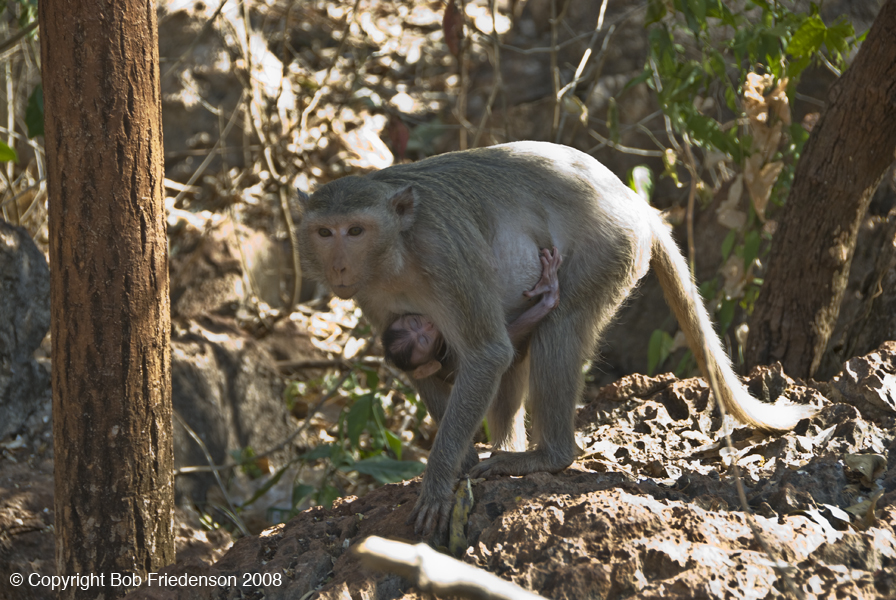 202_Uthaithani_DSC6570