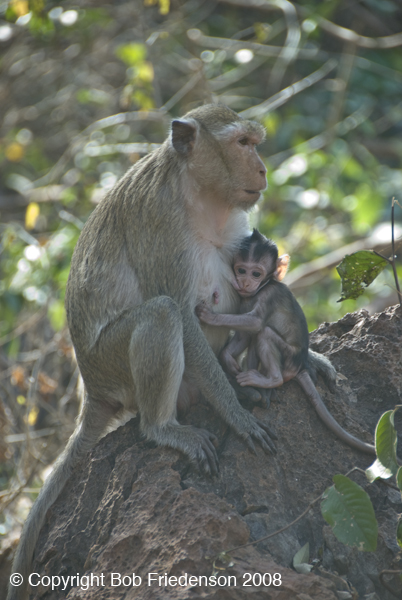 204_Uthaithani_DSC6575