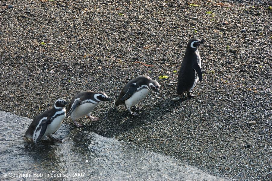 DSC_7071-Penguins-Ushuaia