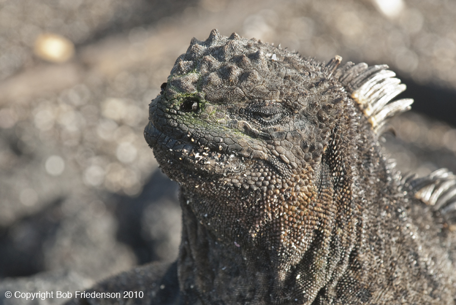 Galap_Urbina_Bay_DSC5060