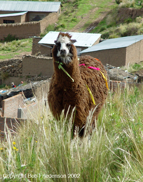 Peru_DSC00727a