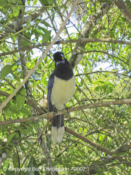 IMG_1505-Iguazu