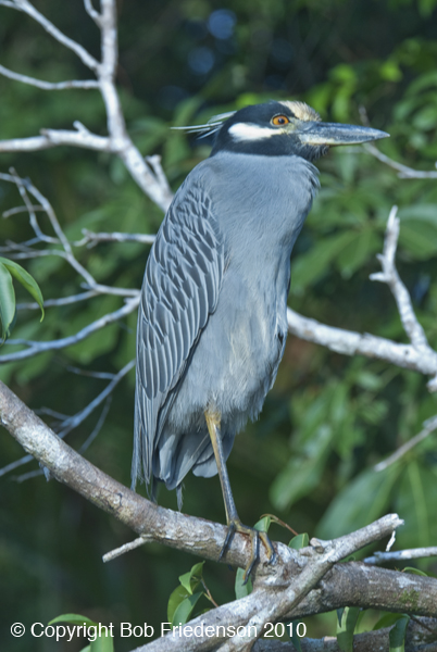 Tortuguero__DSC3584