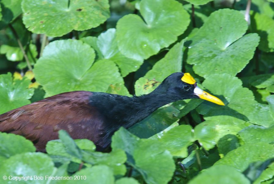 Tortuguero__DSC3656