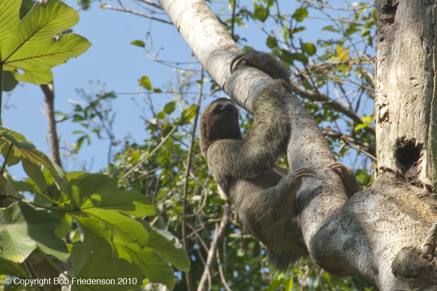 Manuel_Antonio_DSC5817