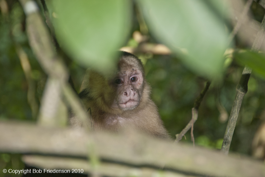 Manuel_Antonio_DSC5840