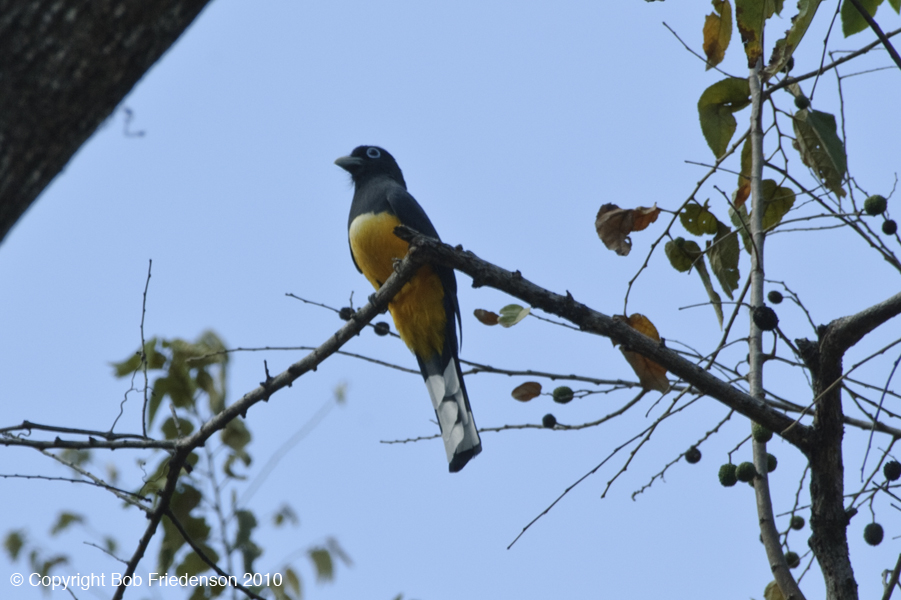 Playa_Grande_DSC2742