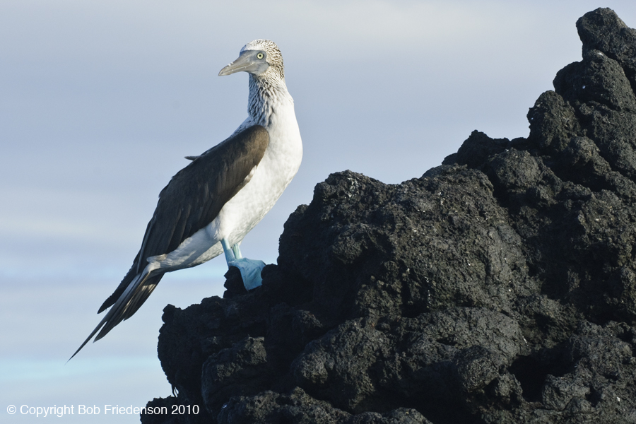 Galap_Urbina_Bay_DSC5042