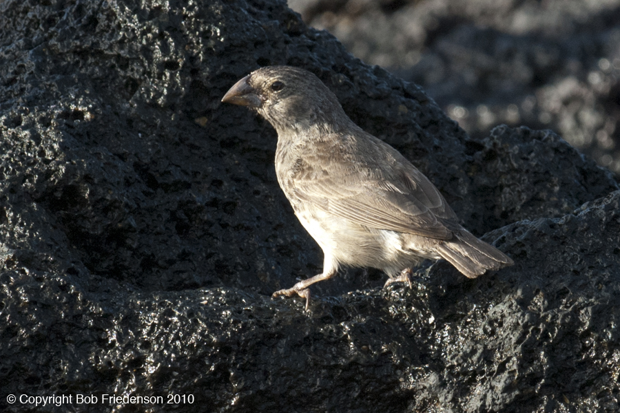 Galap_Urbina_Bay_DSC5048