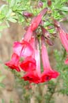 DSC00978-Ollantaytambo0008