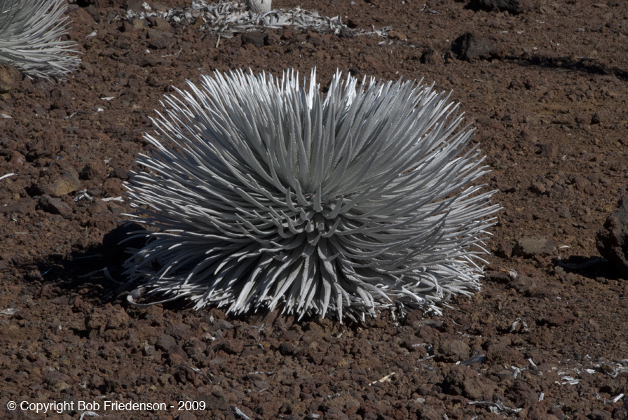 Haleakale_DSC9801