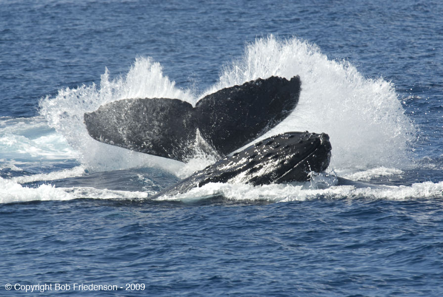 Whale_Watch_DSC0357