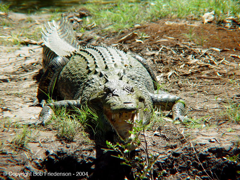 AU_Saltwater_Crocodile