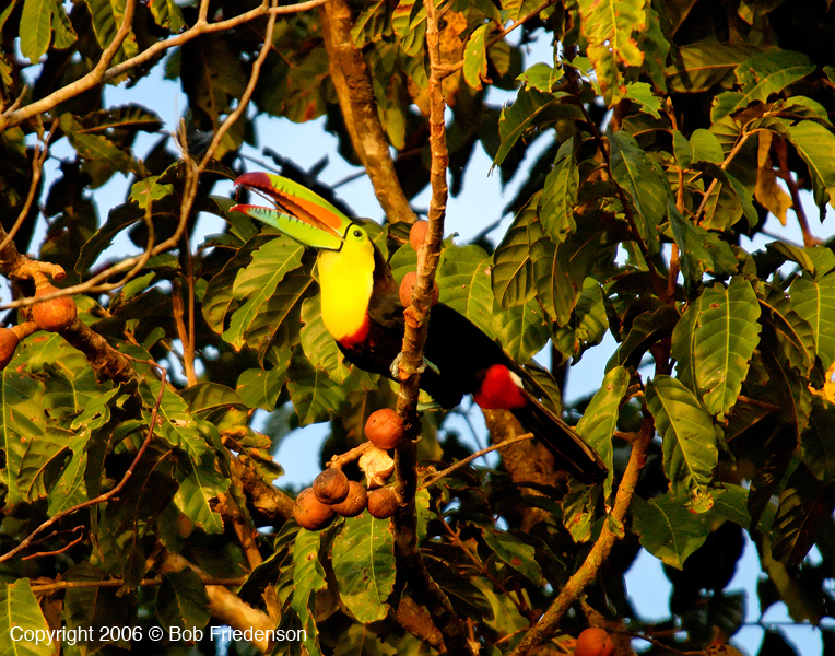 CR_Keel-billed_Toucan