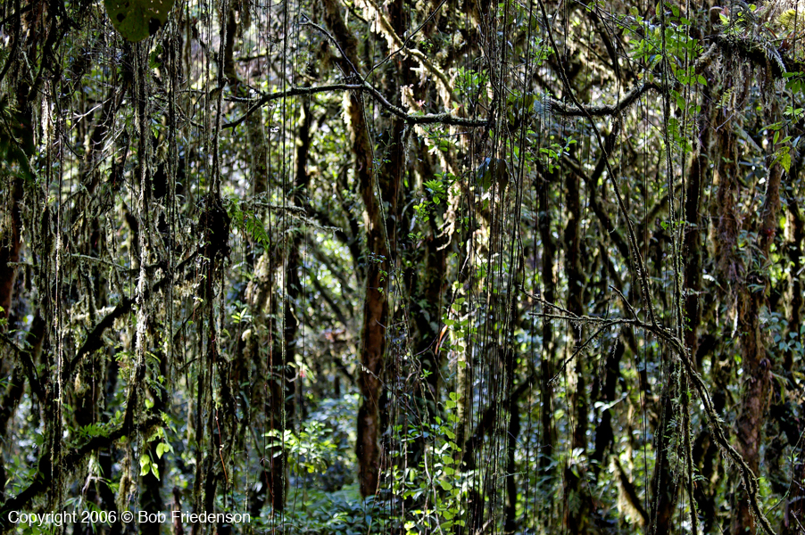 CR_Santa_Elena Rain_Forest