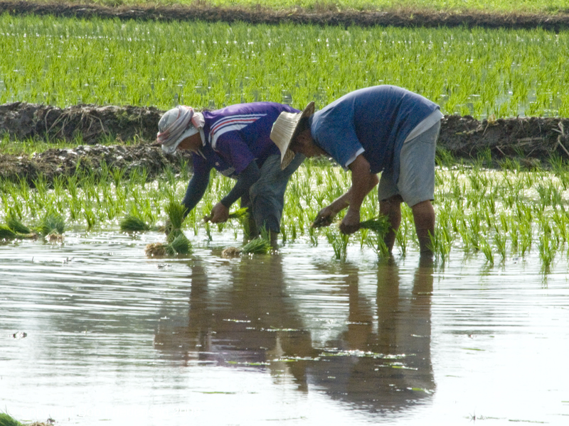 TH_Rice_Field_DSC6957