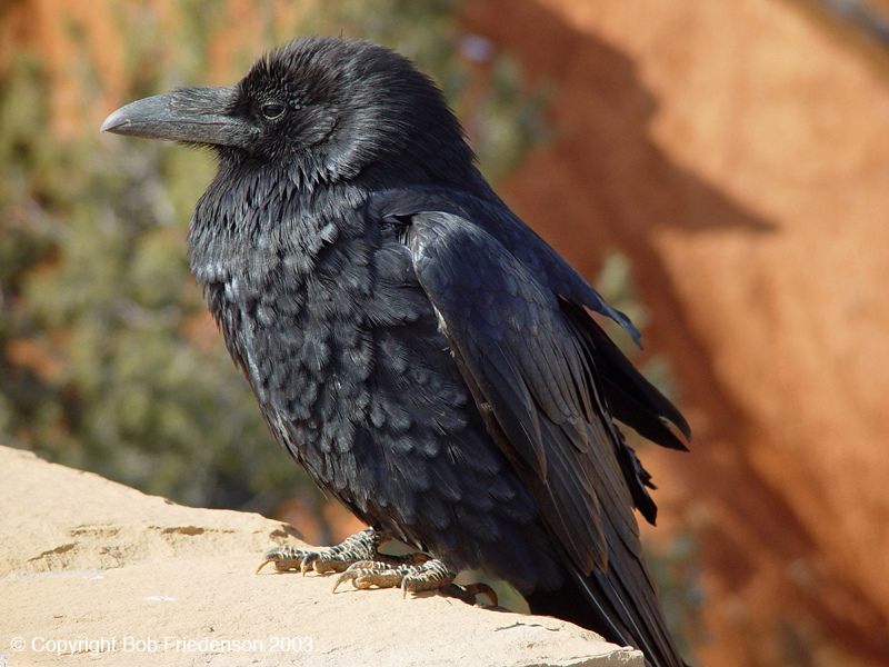 UT_Raven_at_Bryce_Canyon