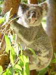 AU_Koala