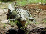 AU_Saltwater_Crocodile