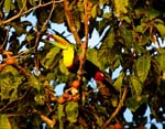 CR_Keel-billed_Toucan