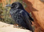 UT_Raven_at_Bryce_Canyon