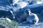 Seals_9066