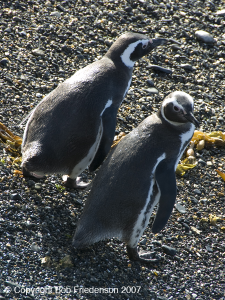 DSC_7086-Penguins-Ushuaia