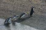 DSC_7071-Penguins-Ushuaia