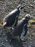 DSC_7086-Penguins-Ushuaia