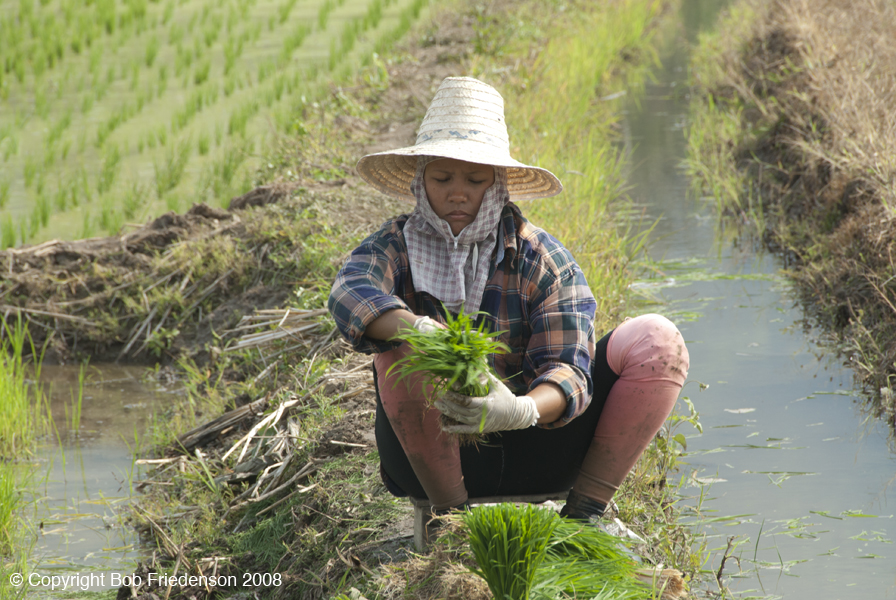 145_Rice_Field_DSC6961